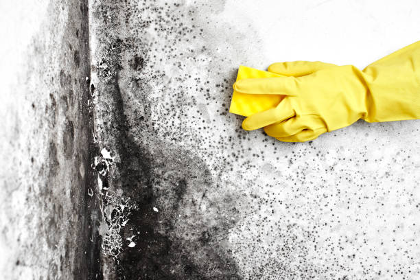 Best Mold Remediation  in Upland, CA