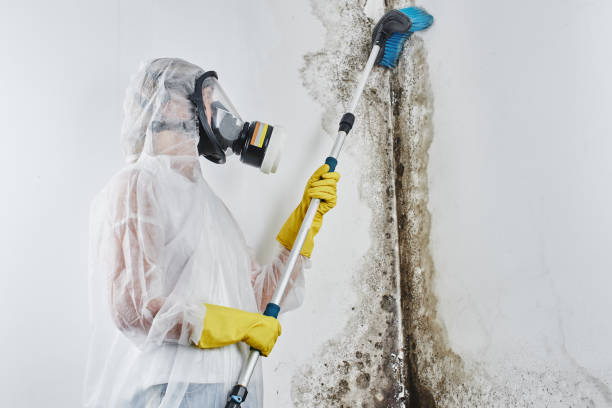 Trusted Upland, CA Mold Removal Experts