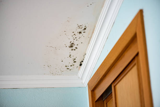 Best Mold Cleaning Services  in Upland, CA