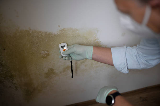 Best Black Mold Removal  in Upland, CA