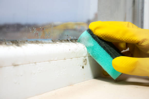 Best Emergency Mold Removal  in Upland, CA