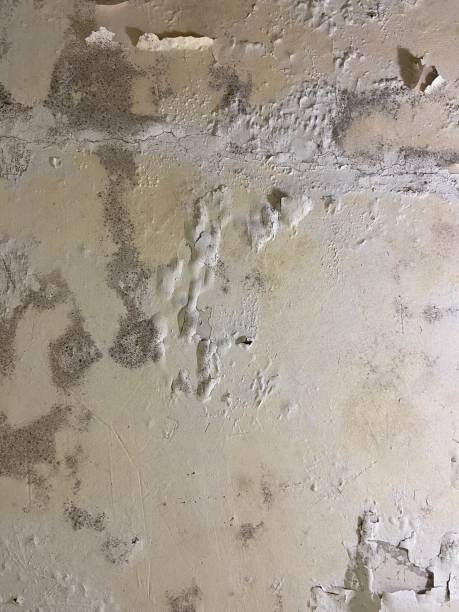 Best Office Mold Removal Services  in Upland, CA