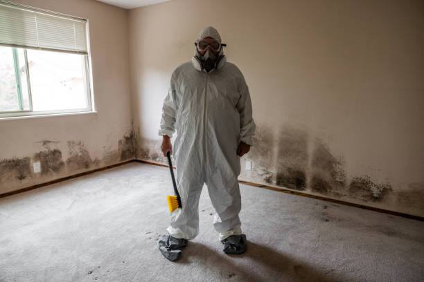 Best Certified Mold Removal  in Upland, CA