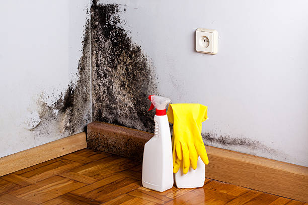 Best Mold Removal Company Near Me  in Upland, CA